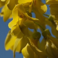 Laburnum